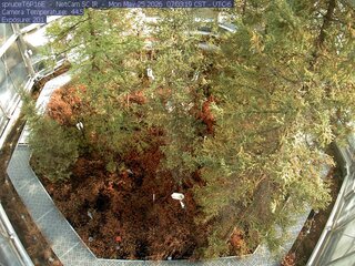 Spruce Views