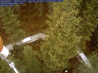 Spruce Views