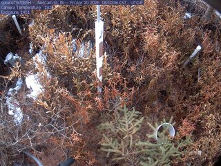 Webcam in Eveleth,United States