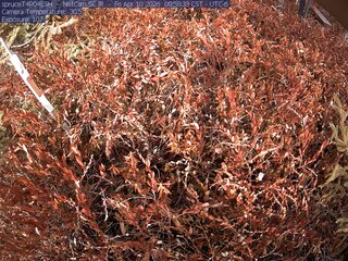 Webcam in Eveleth,United States