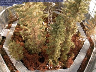 Spruce Views