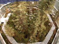 Spruce Views