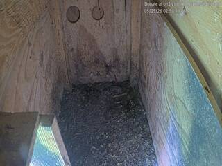 Bird of Prey Nest