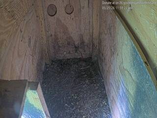 Bird of Prey Nest