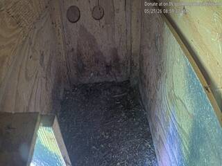 Bird of Prey Nest