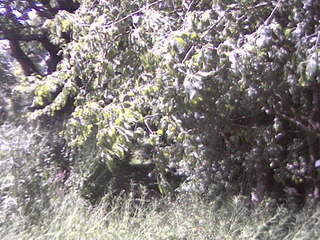 Woods