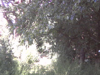 Woods