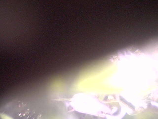 Webcam in Appels,Belgium