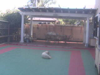 Dog Daycare