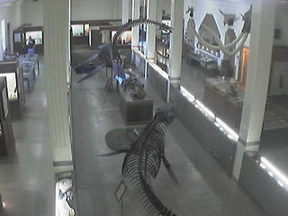 Museum of Geology at South Dakota School of Mines and Techno