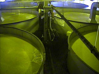 Mash fermentor Buffalo Trace Distillery