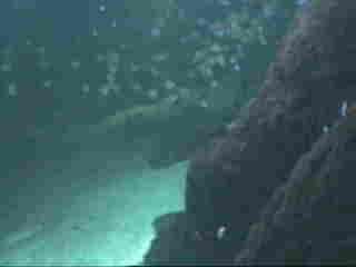 Universeum
