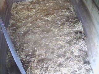Saltash.net Community School - Pig Cam