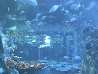 鳥羽水族館 Toba Aquarium