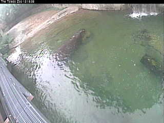 Toledo Zoo 'hippo cam'