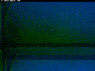 Toledo Zoo Hippo Cam