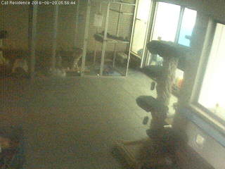 Cat Residence