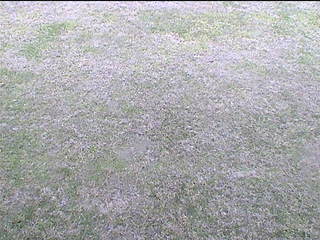 Untitled camera