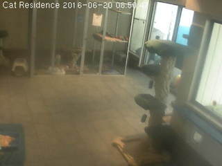 Cat Residence