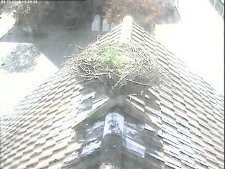 Stork's Nest at Wauwilermoos Prison