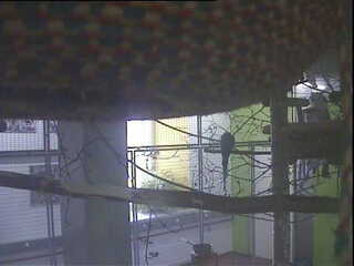 Frauenfeld Aviary Cam