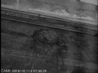 Nest Cam