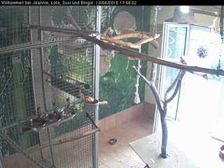 Aviary