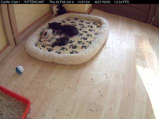 Kitten Cam