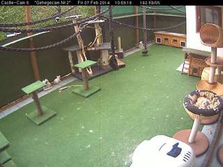 Cat Play Area