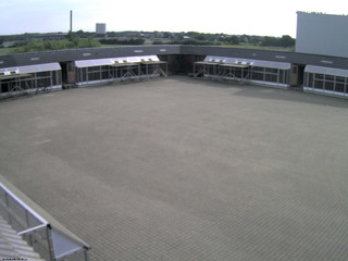 Danish Pigeon Race