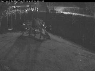 Backyard Cam