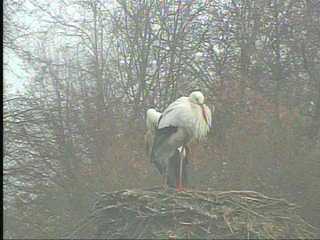 Bird Cam