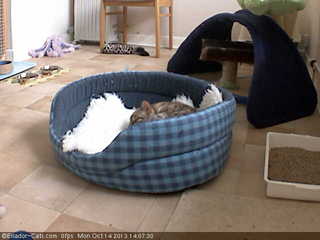 Eriador Cats (Webcam Offline)