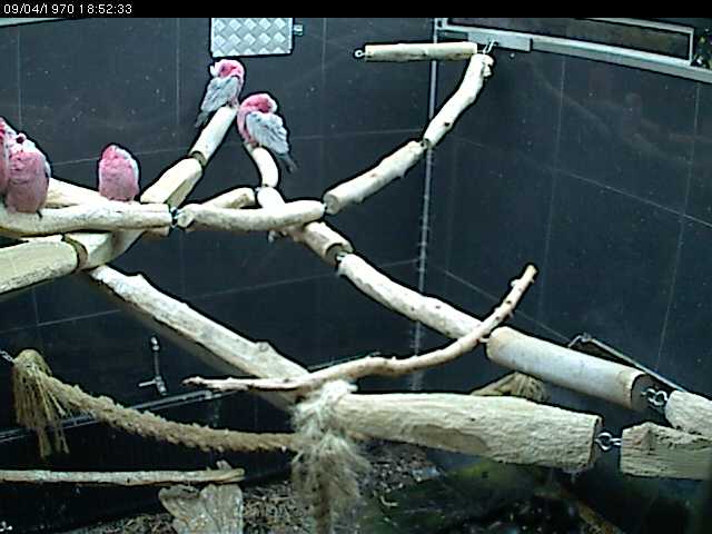 Galah Cockatoo Cam