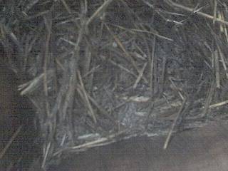 Cawfields Roman Wall - Hadrian's Wall - Nest Cam