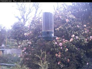Bird Feeder Cam