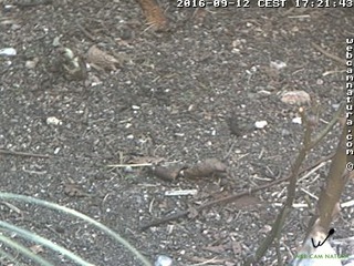 Associazione Artuà For Nature - Webcam Natura 1