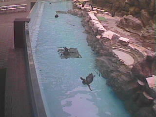 Penguin Pool of Marinepia