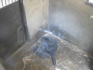 Beaver Cam, Marinepia Matsushima