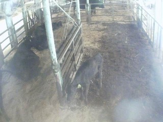 Calf Barn