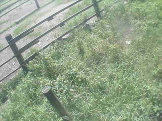 Kinoshita Stockbreeder