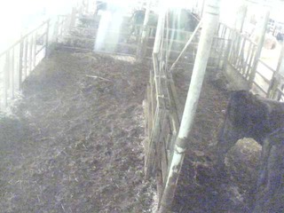 Calf Barn Cam