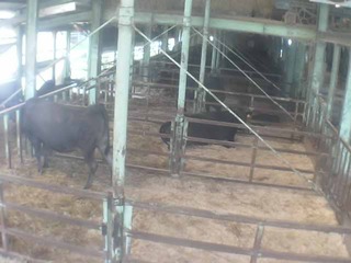 Kinoshita Farm