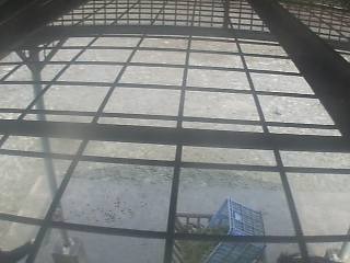 Miyazaki City Phoenix Zoo-Zebra Cam