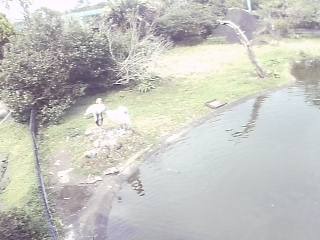 Miyazaki City Phoenix Zoo - Pelican Cam