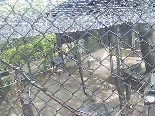 Miyazaki City Phoenix Zoo - Monkey Cam