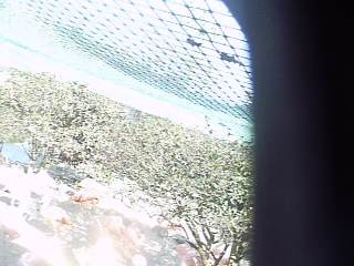 Miyazaki City Phoenix Zoo - Flamingo Cam