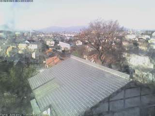 'Tora' the Cockatiel 