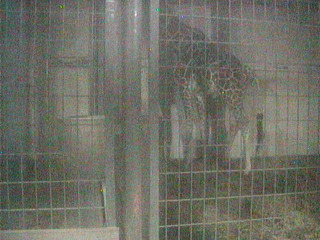 Chausuyama Zoo - Giraffe Cam