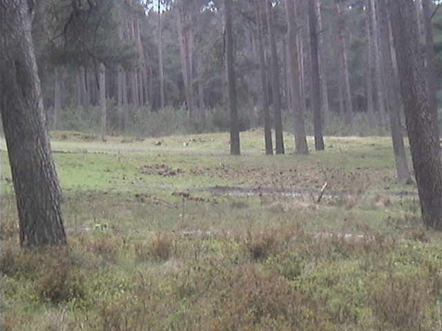 Nationaal Park De Hoge Veluwe 